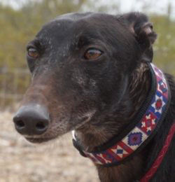 Adopt A Friend: Satmika